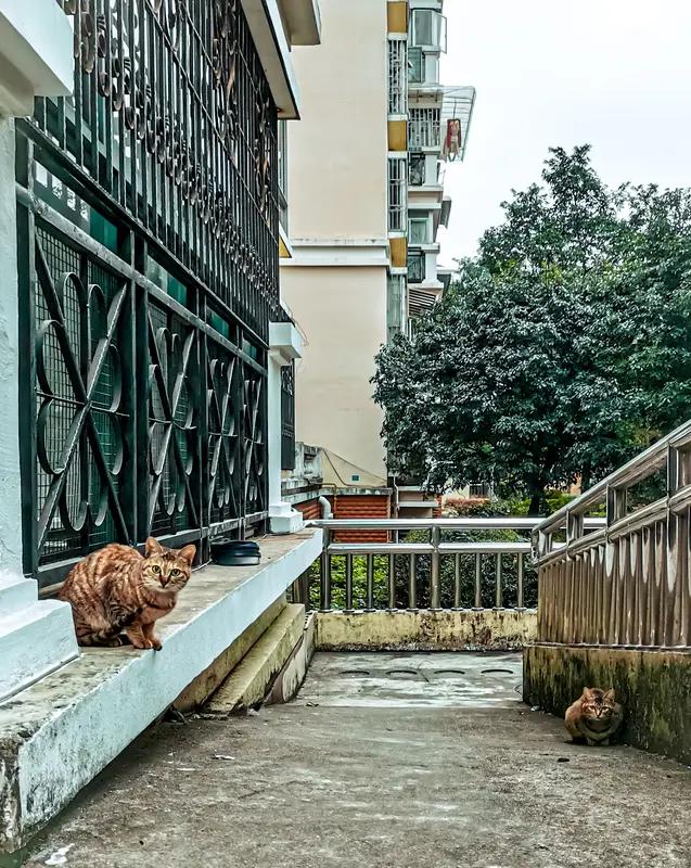 碰到不讲道理的邻居真的很闹心。之前我邻居总把垃圾放我家门口，说过几次都没用。遇