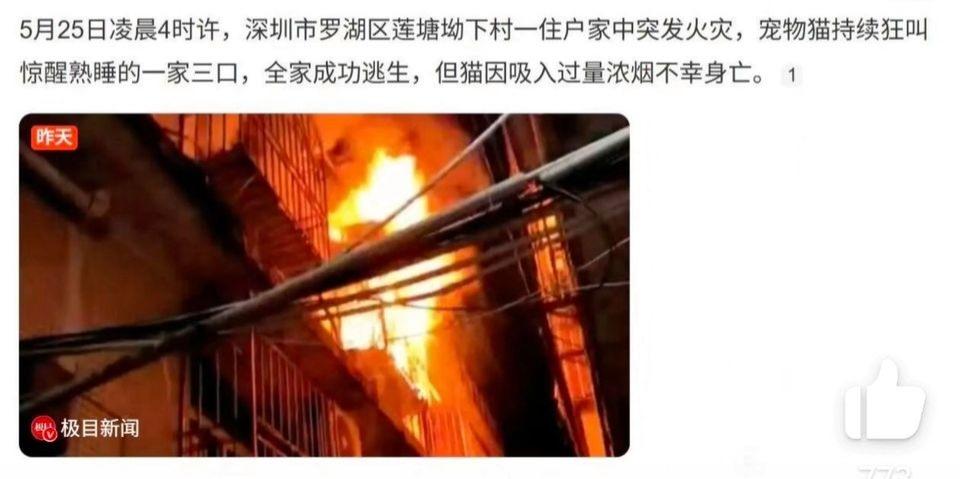 哈基米，你这家伙，为家庭尽力了