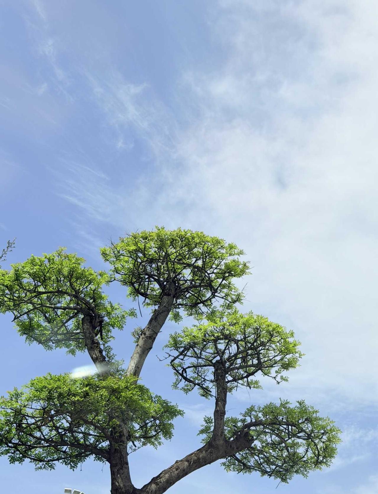 青岛入夏了！？气温飙升，树毛毛满天飞，是在预示着青岛要入夏了吗？！抬头拍树摄