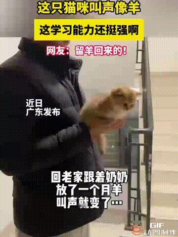 神奇的小猫！广东一名男子因为有事，所以把小猫带回老家，让奶奶照顾了一段时间，谁料