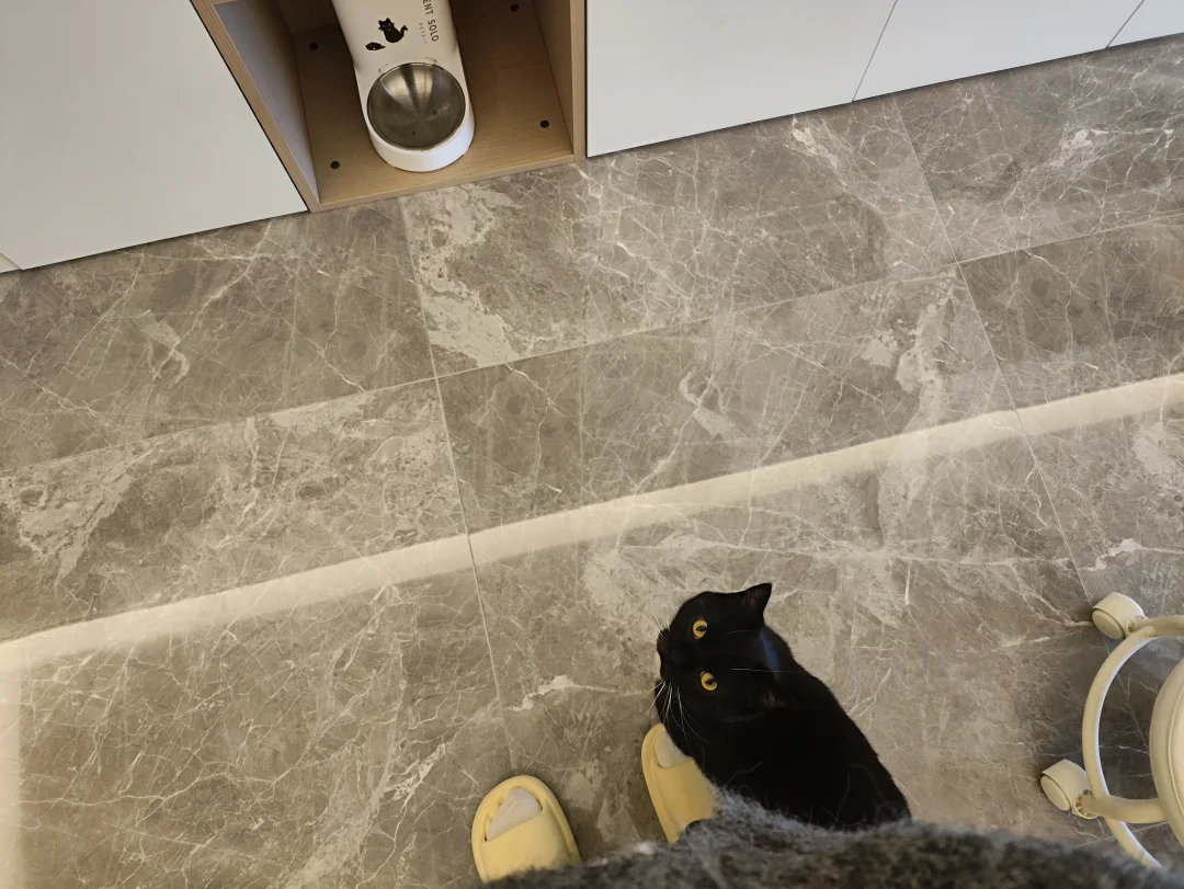 奶牛猫：眼神给出去