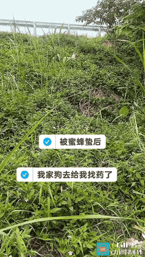 被蜜蜂蛰了随口吐槽一句，家里的狗转头就钻进林子叼回消肿的草药，还特意对着自己脸比