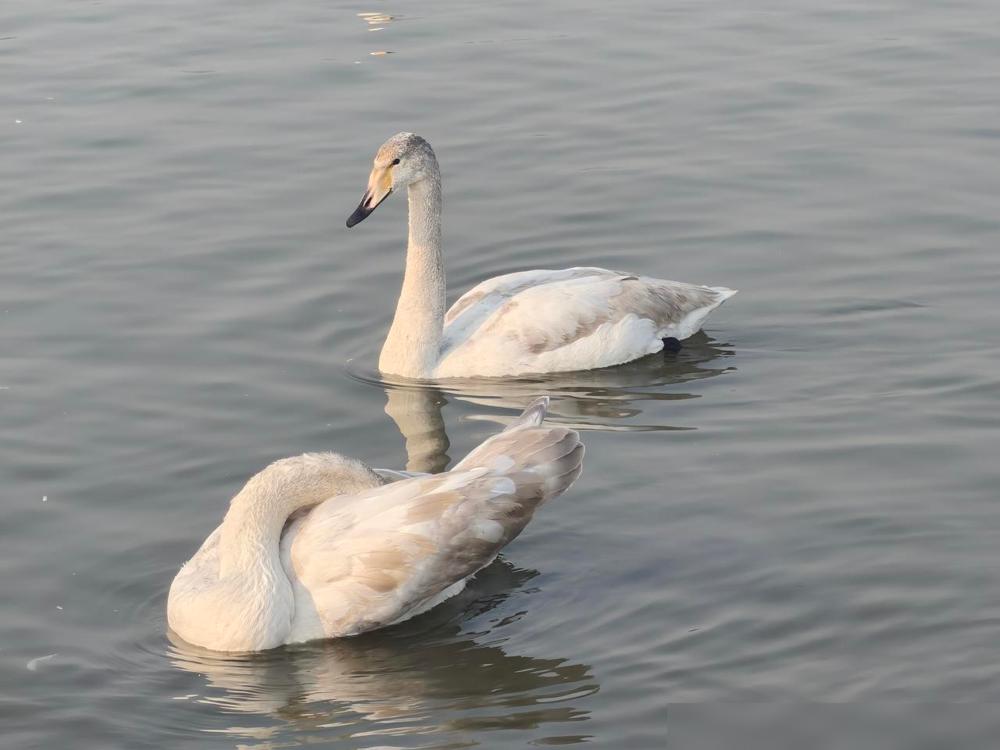 看到孙颖莎现在的处境真的挺讽刺的。王励勤主席反复强调：国乒是一个主体，不能只突出