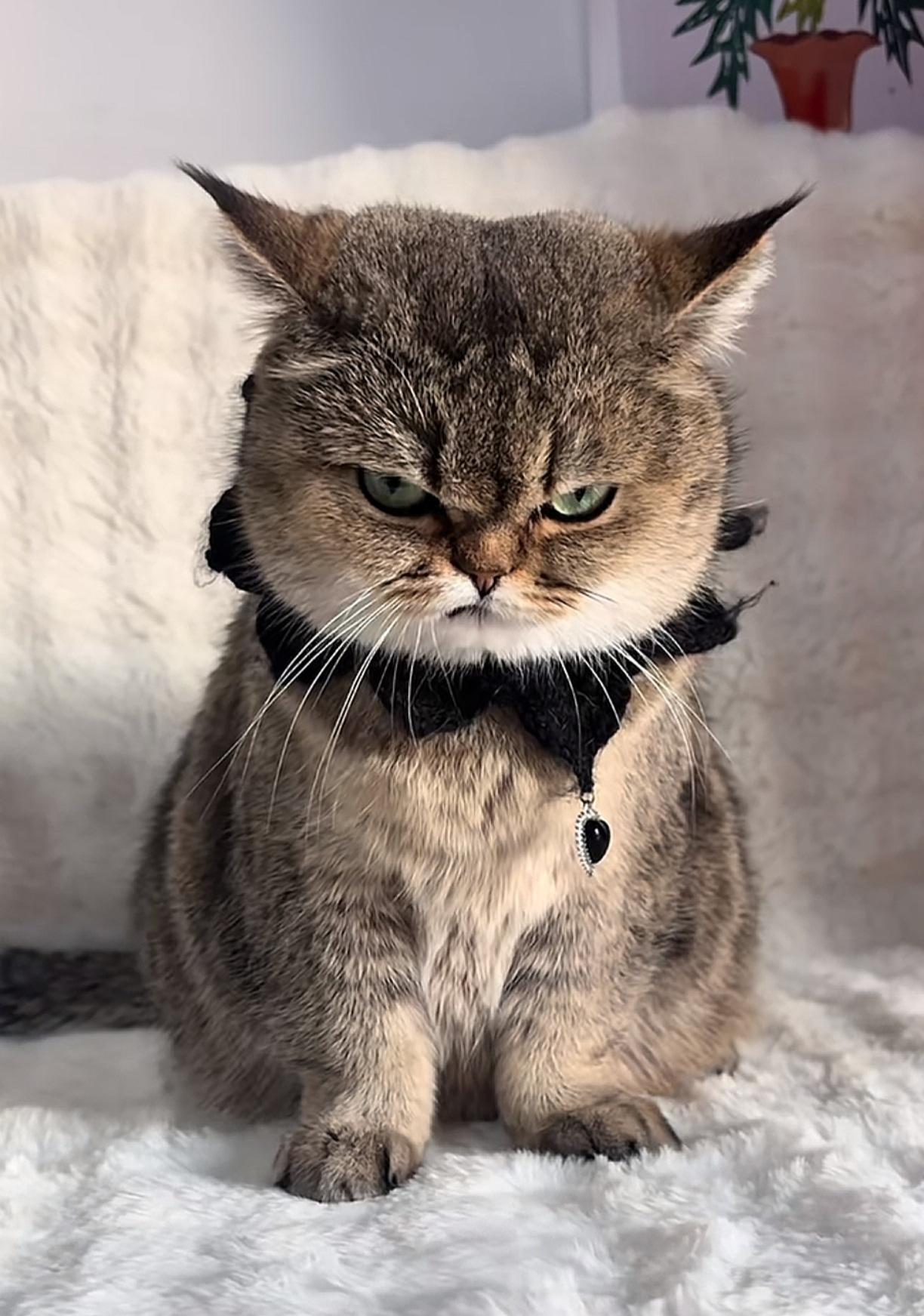 请这猫当门神，如何？[祈祷][微笑]