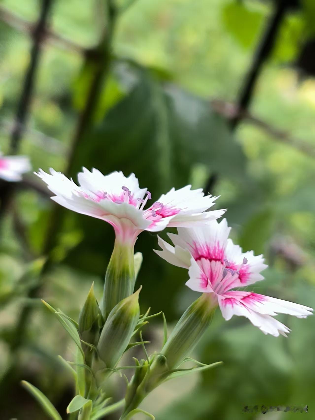 窗外的花盆里，长出一棵小野花，五个白色花瓣边源带花边，粉色花心，看着清新小巧。