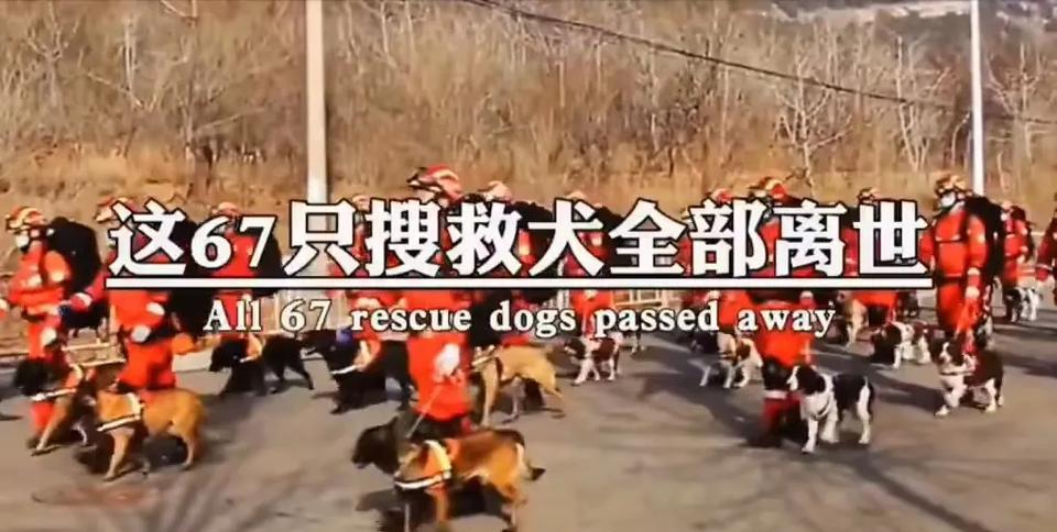 破防了！17年前，搜救犬们拼了命在废墟里刨啊找啊，哪怕爪子磨出血也不松劲，就为了