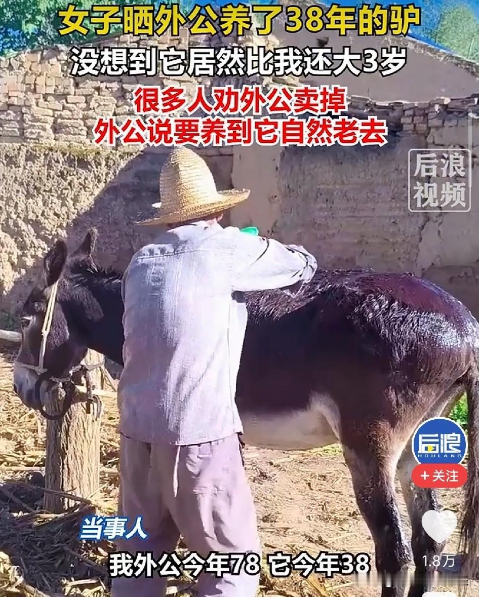 看哭了！甘肃，78岁老人养了一头38岁的老驴，村里人都劝他趁活着赶紧卖掉，老人摸