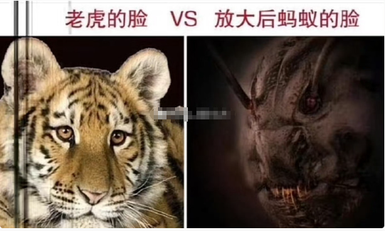 蚂蚁有病吧长这么可怕​​​[晕][晕][晕]