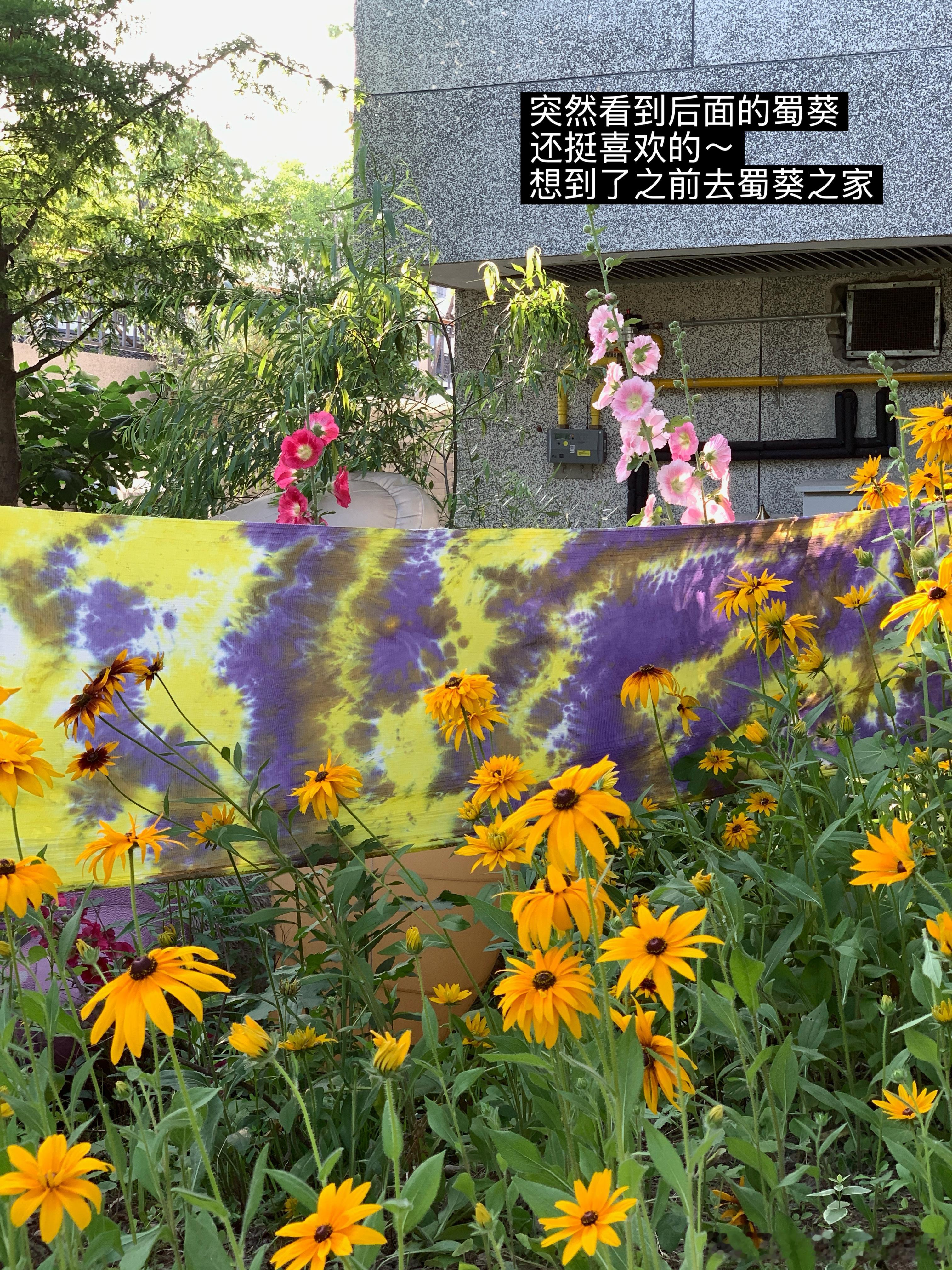 🌷阳光鲜花小狗简单但会让人觉得很美好的时刻🐶评论抽3位小姐妹平分300吧