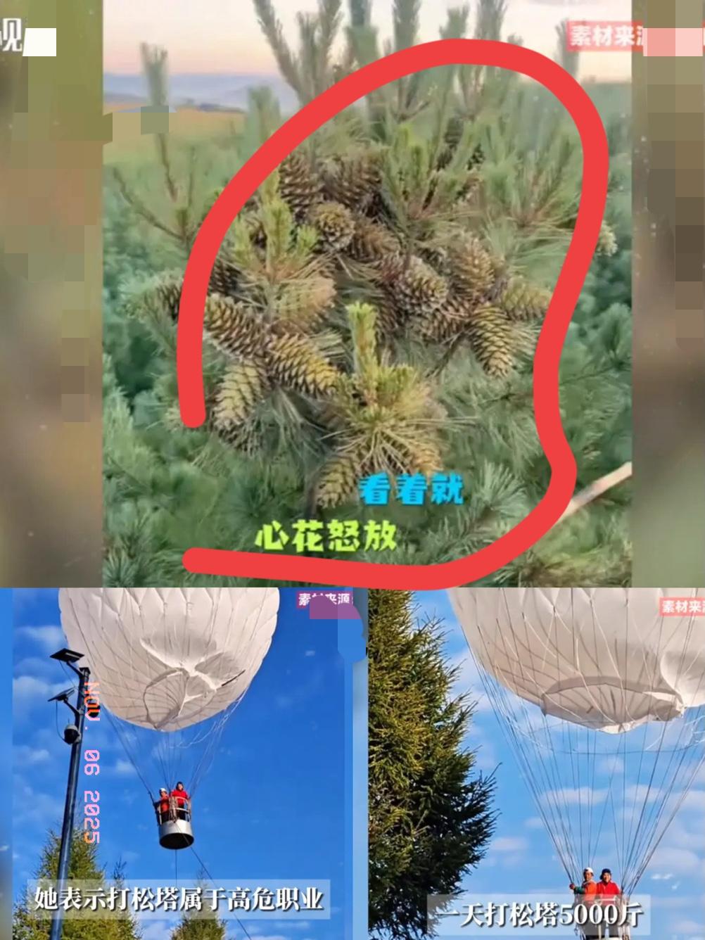 延吉人坐着热气球“天上捡钱”？一天5000斤松塔赚几万，真相根本不是躺赚！