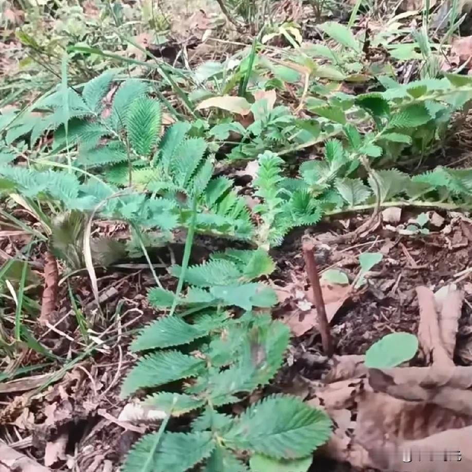 这是什么植物？有人认识吗？听说这个东西能治肚胀，家里有上年纪的老人肚里不舒服都