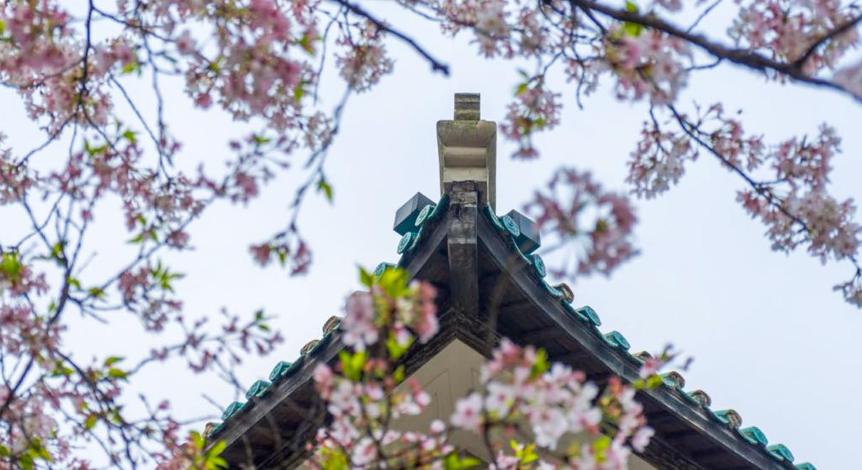 武大处理算及时，但不够！武大换了新书记事情处理得比过去快多了该撤的处