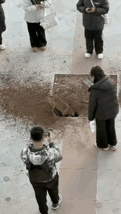 猫咪和狗狗能通灵界，造物主不得不剥夺了它们的话语权。这只狗狗肯定看清了藏着的猫