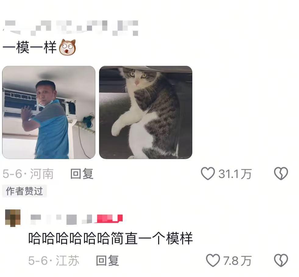 猫师傅你是做什么工作的震惊！某车主发现车底藏了位“猫师傅”​​​