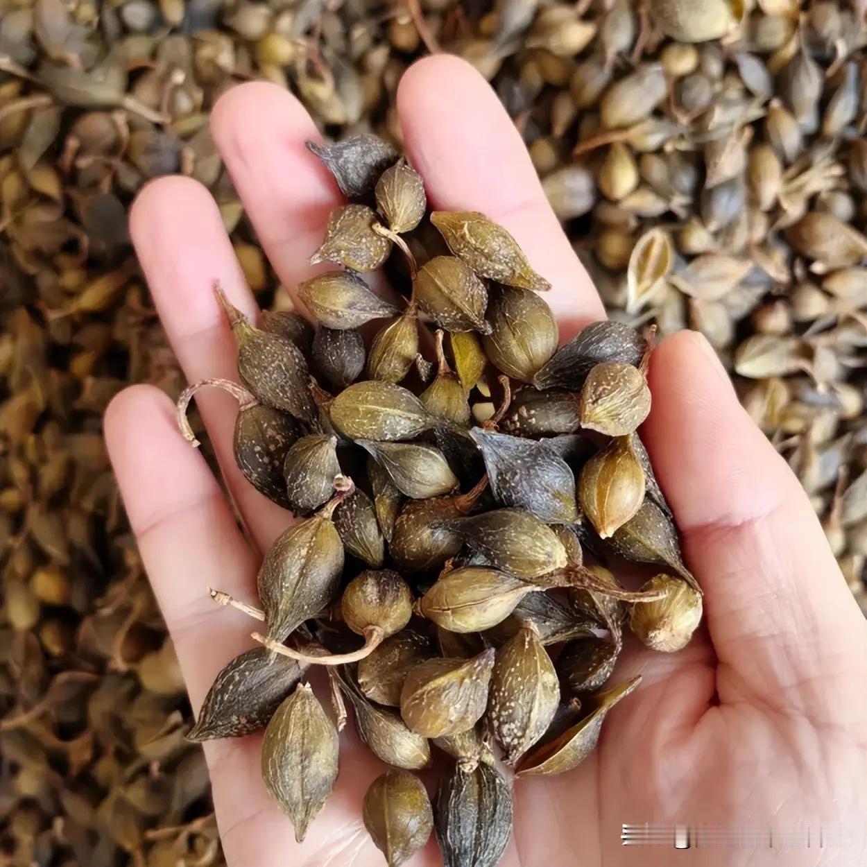 时间短、硬度差？别只盯着补肾！这4个部位才是关键大家好，我是陈大夫！