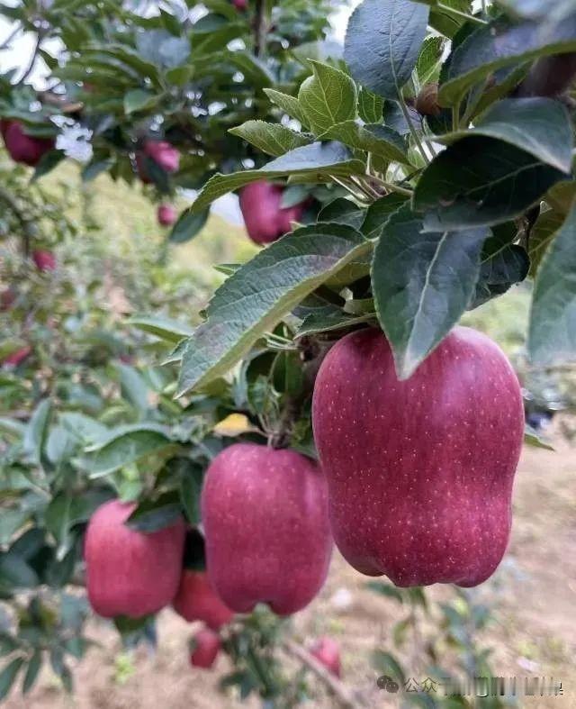 今年冬天的不同有时我们需要用“年”为单位来品尝成长。一棵树不急于第一年就开花，它