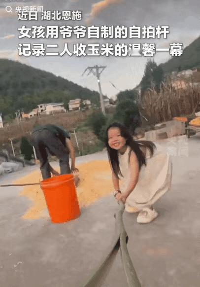 “太治愈了！”湖北恩施，爷爷在收玉米，小女孩在拍视频，小女孩天真灿烂的笑容感染了