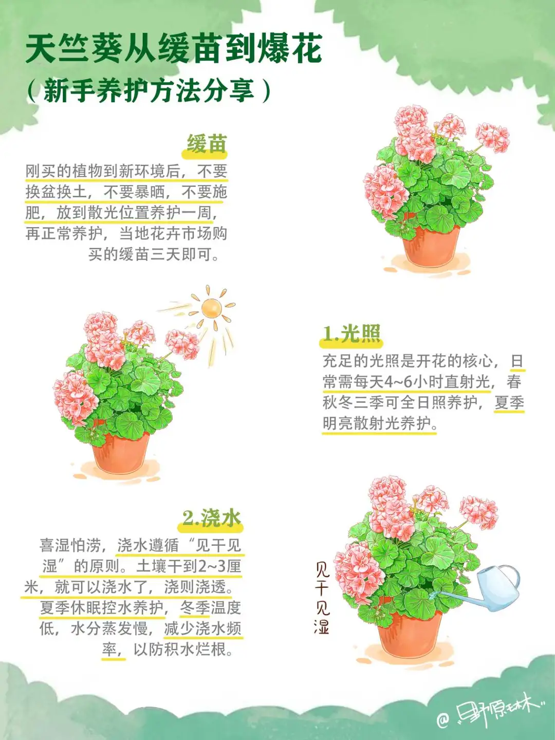 天竺葵新手养护方法分享