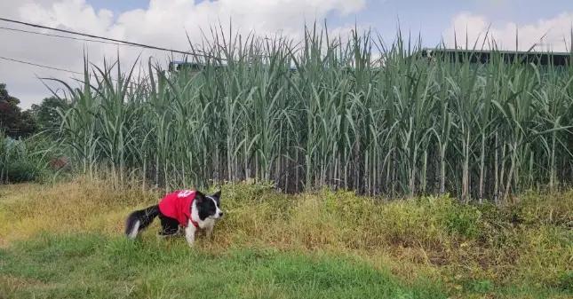 甘蔗一吨才500多块钱，为什么广西那么多地方现在还种着？要知道，甘蔗地里的老鼠，