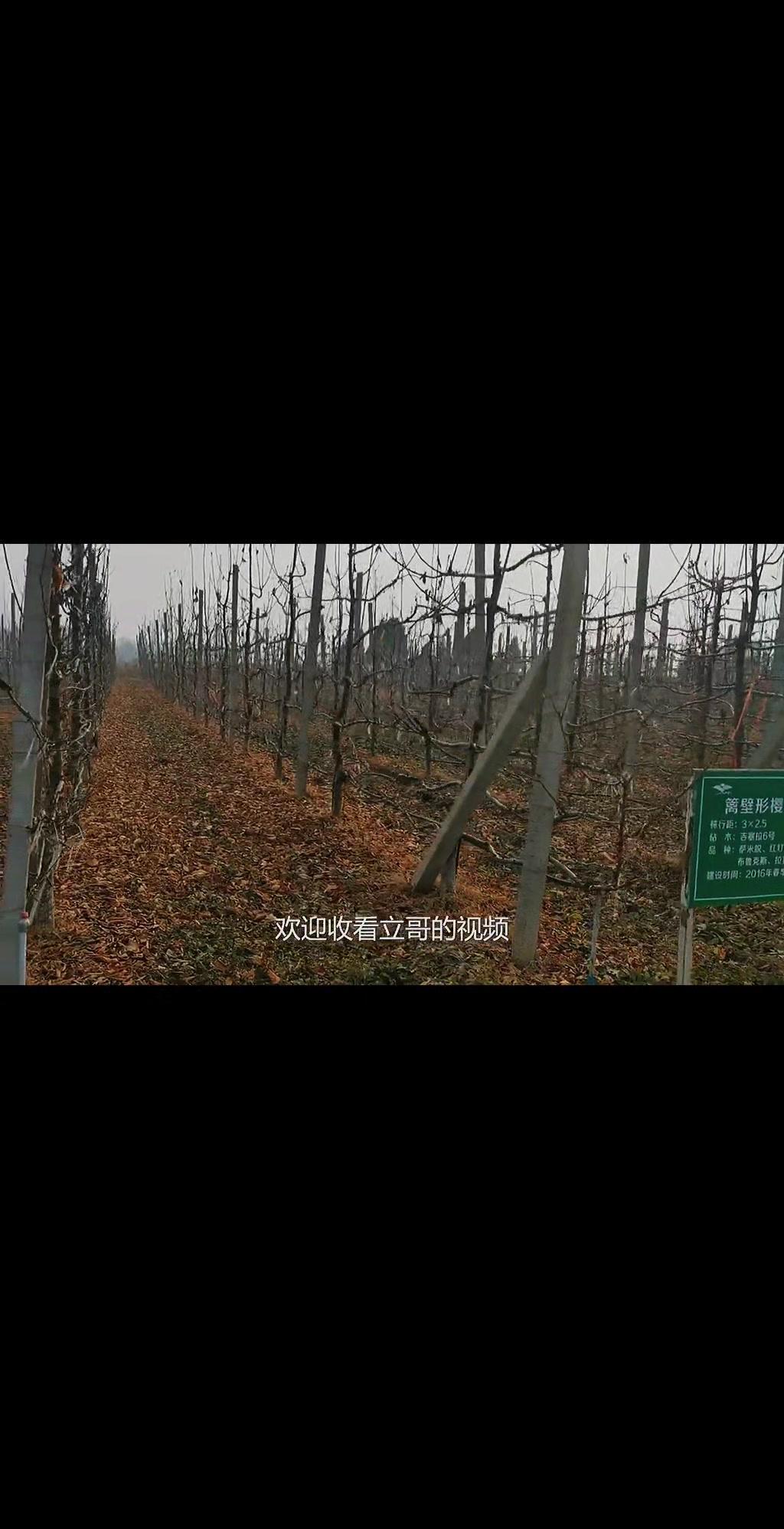 🍒大樱桃想早丰产？选对树形很重要！篱壁形树形是不错的选择，株行距3×2.5米