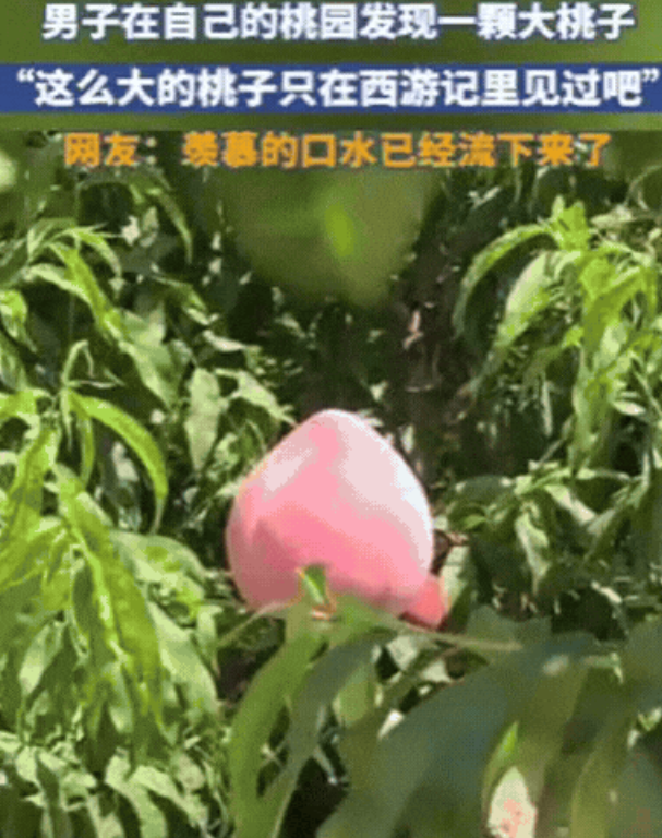 山东惊现“桃王”！徒手抱不住，网友：猴哥同款预定？​​