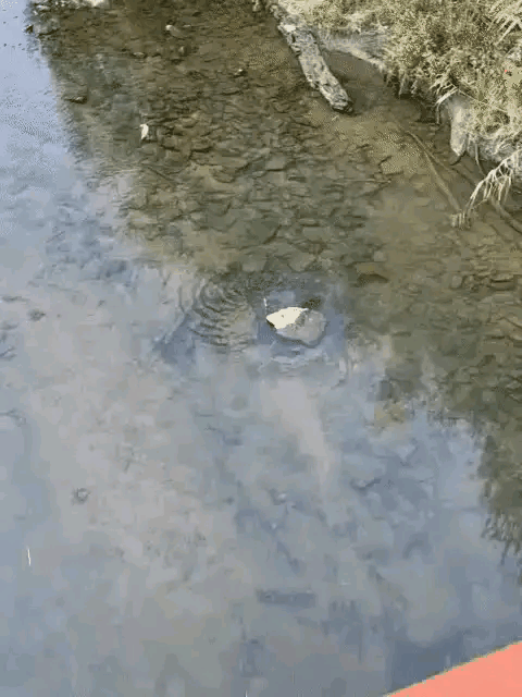 据我观察，这里估计要有大事发生