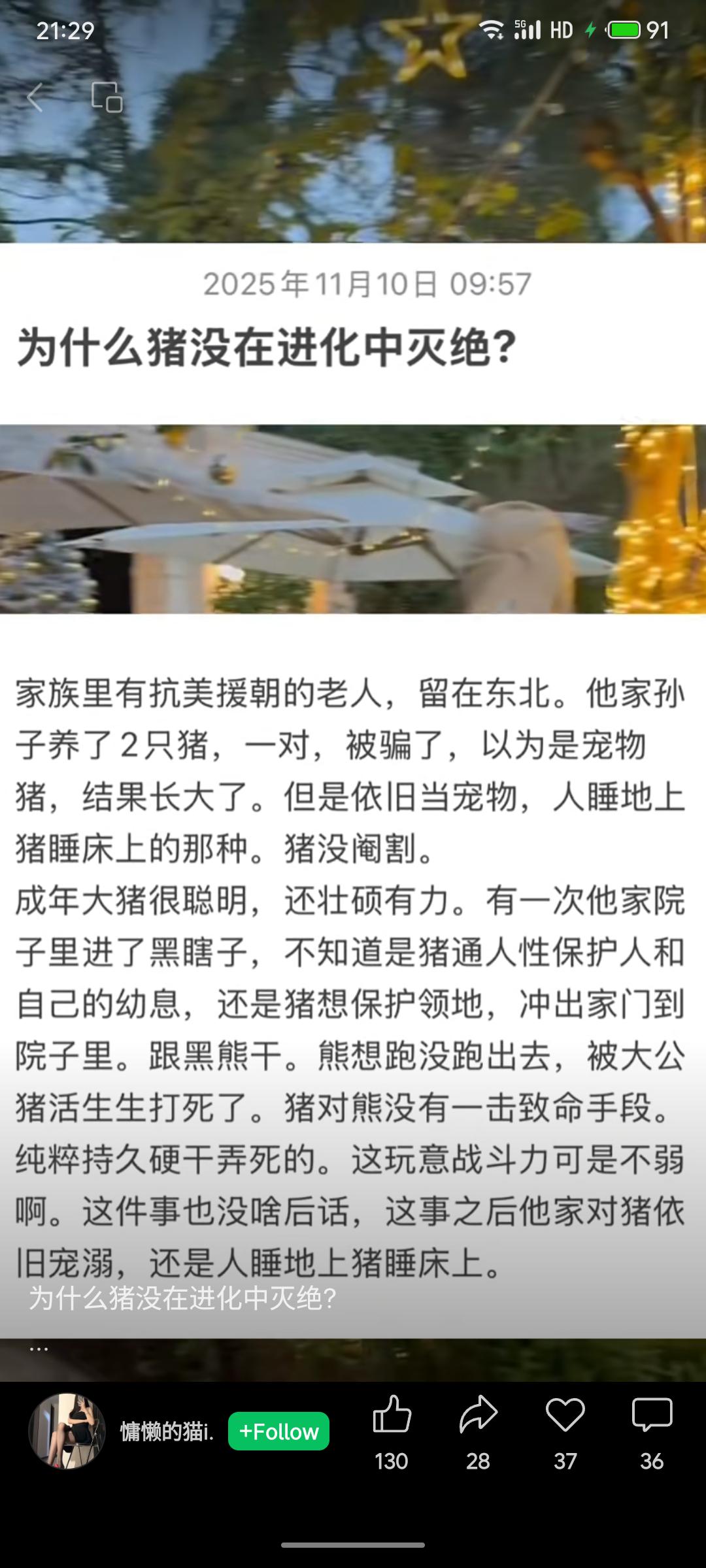 东北一户人家将两只猪当宠物养，未阉割的公猪曾为保护幼崽和领地，在院子里与黑熊持久