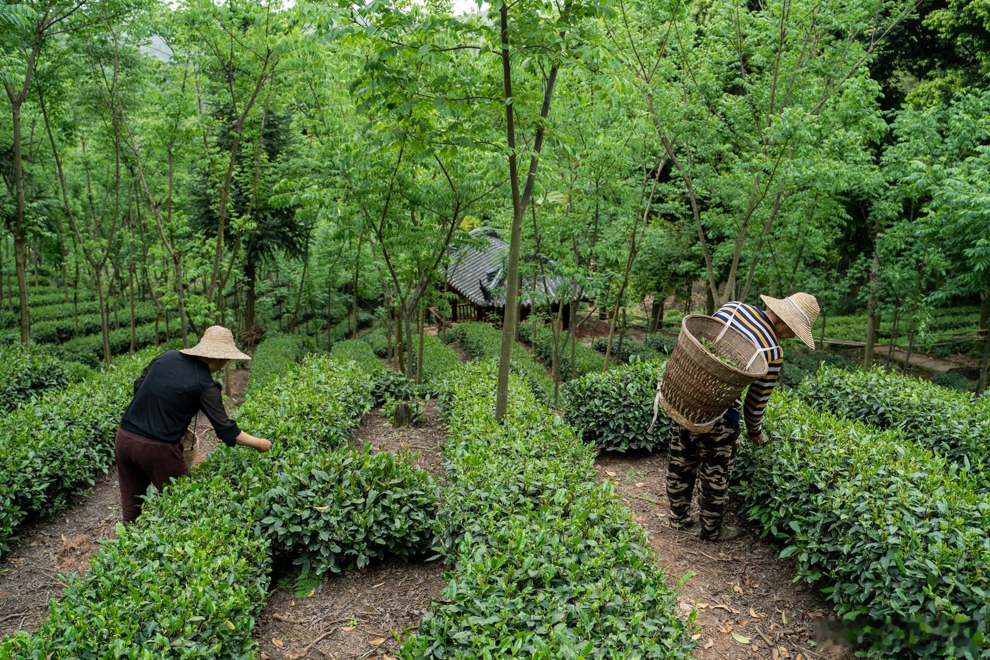 味浓劲大的清代花楸贡茶，全程纯手工搓的甘露绿茶，还有最后一丢丢，然后就得等明年春