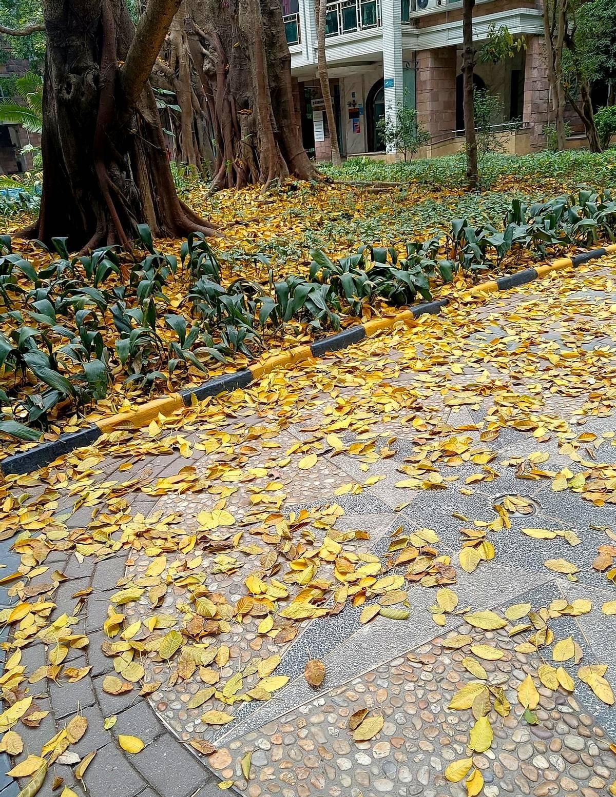 今天又打听到一个朋友的退休金，心情还是受影响了。2350多元，她算买社保时间够