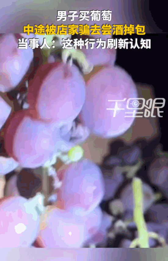 万万想不到！河南洛阳，毛先生开车30多公里去葡萄园采摘，结束后老板主动帮忙打包、