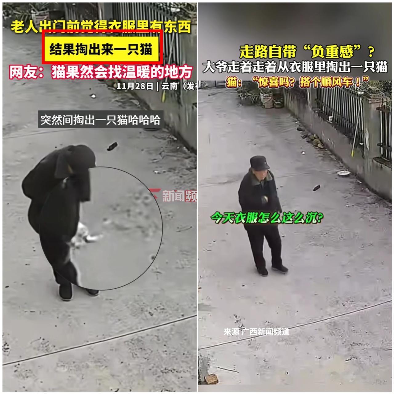 笑不活了！大爷出门遛弯竟从衣服里抖落出一只小猫，小猫原地发呆的样子直接萌