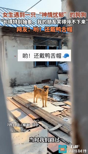 “这狗狗长得太抽象了！”辽宁，女生和朋友外出玩耍，路过一户人家时，发现了屋里竟然