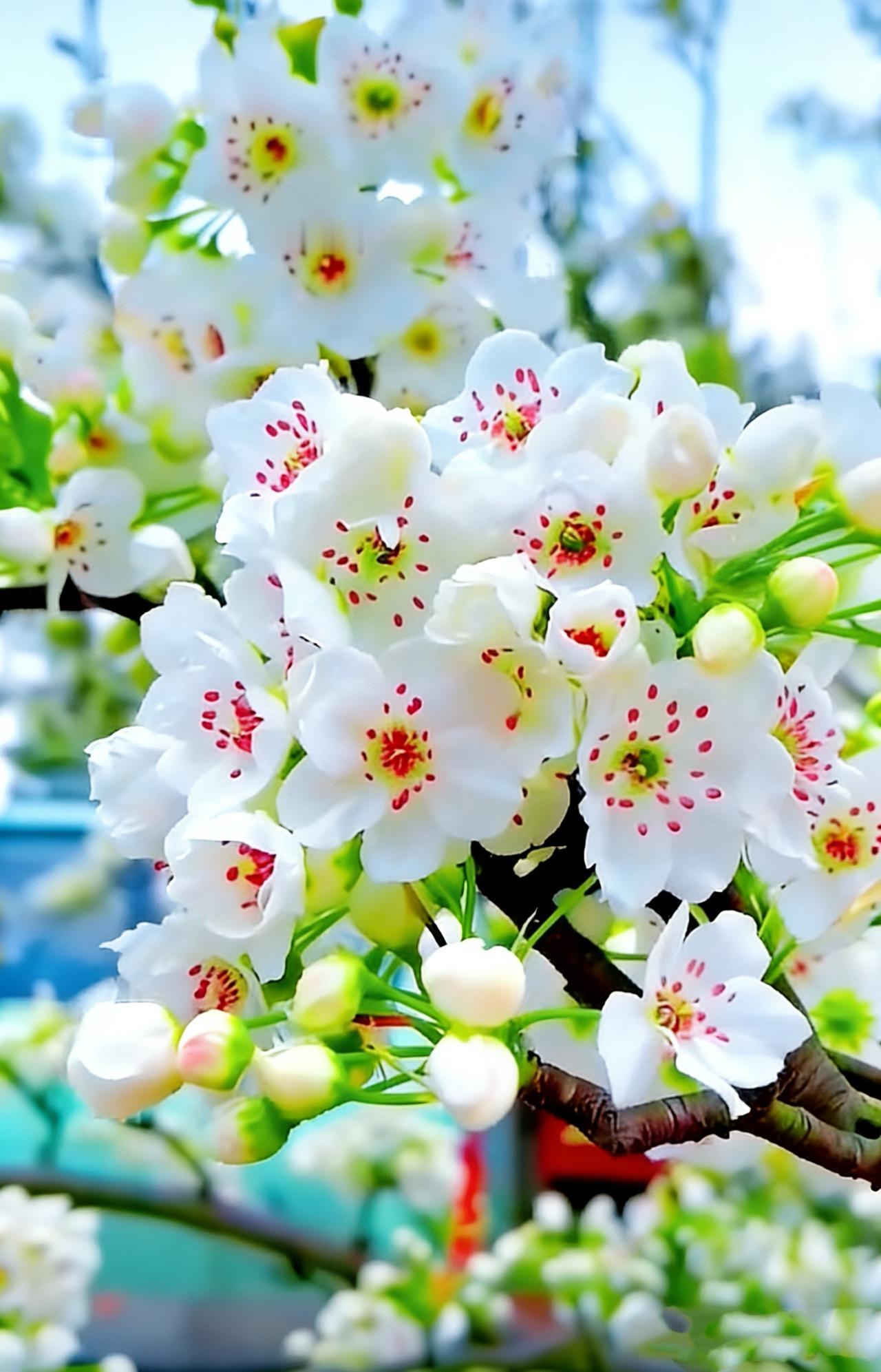 上联：梨花愁细雨；下联：杨柳爱春风。