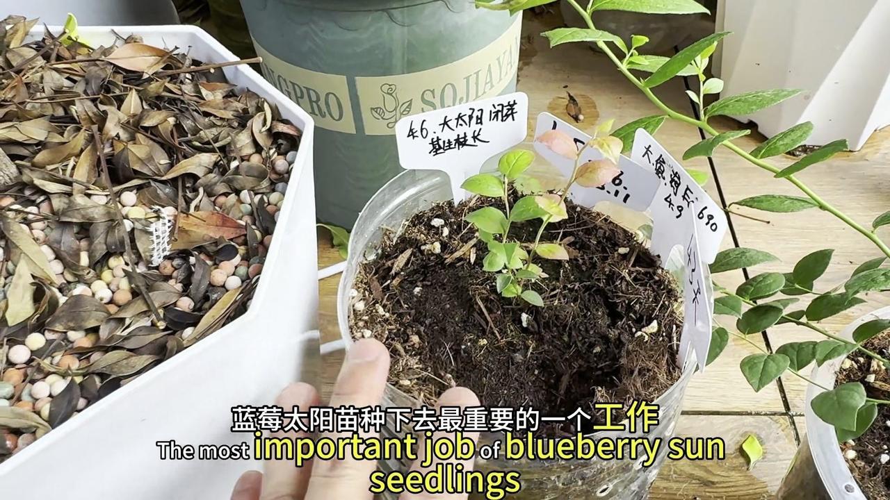 🍃蓝莓基部冒笋芽，关键看这3个技巧！刚种下的蓝莓苔叶苗，要先别急着施肥，前一