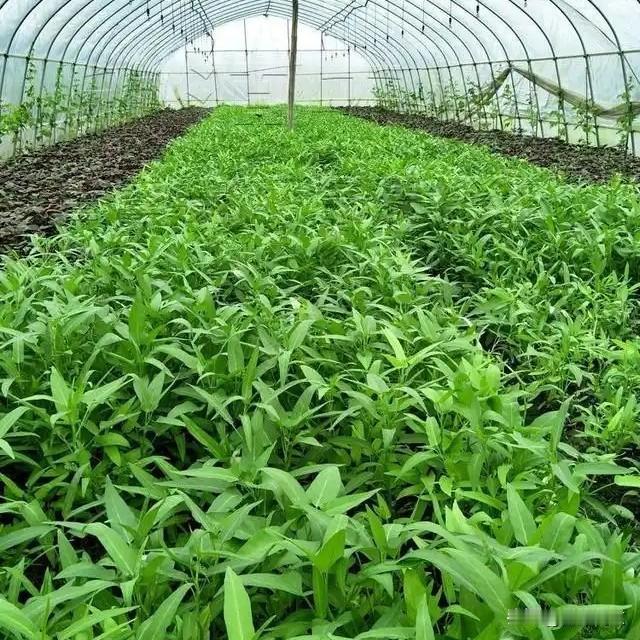 四月中旬种菜别乱选！这6样好种好卖，新手也能轻松种四月种菜真别瞎忙活！