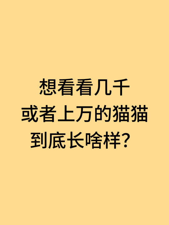 我家猫猫600块钱买的，想看看你们家的猫咪～