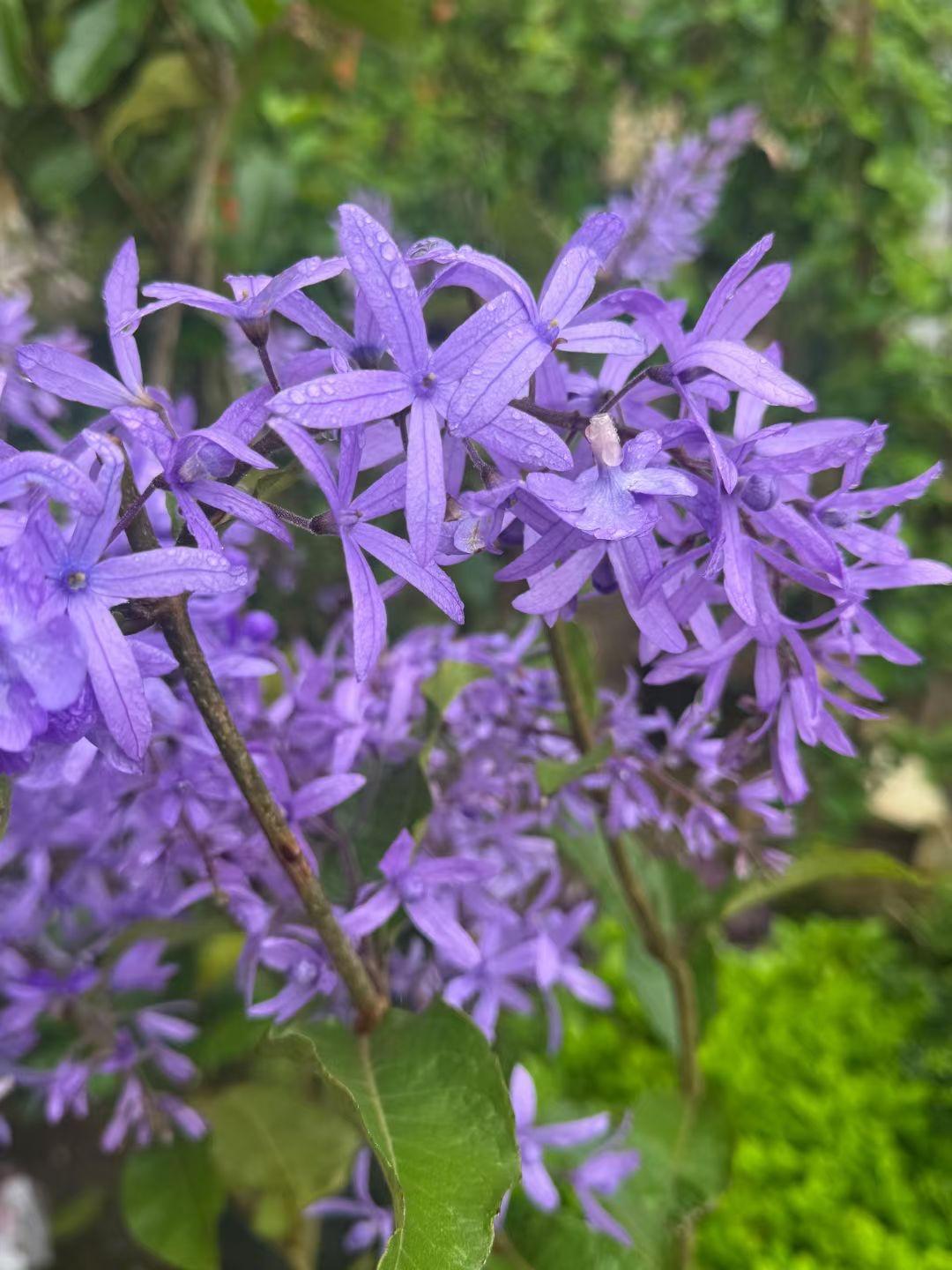 （随拍随语）万紫千红也是夏，人间六月芳菲浓。