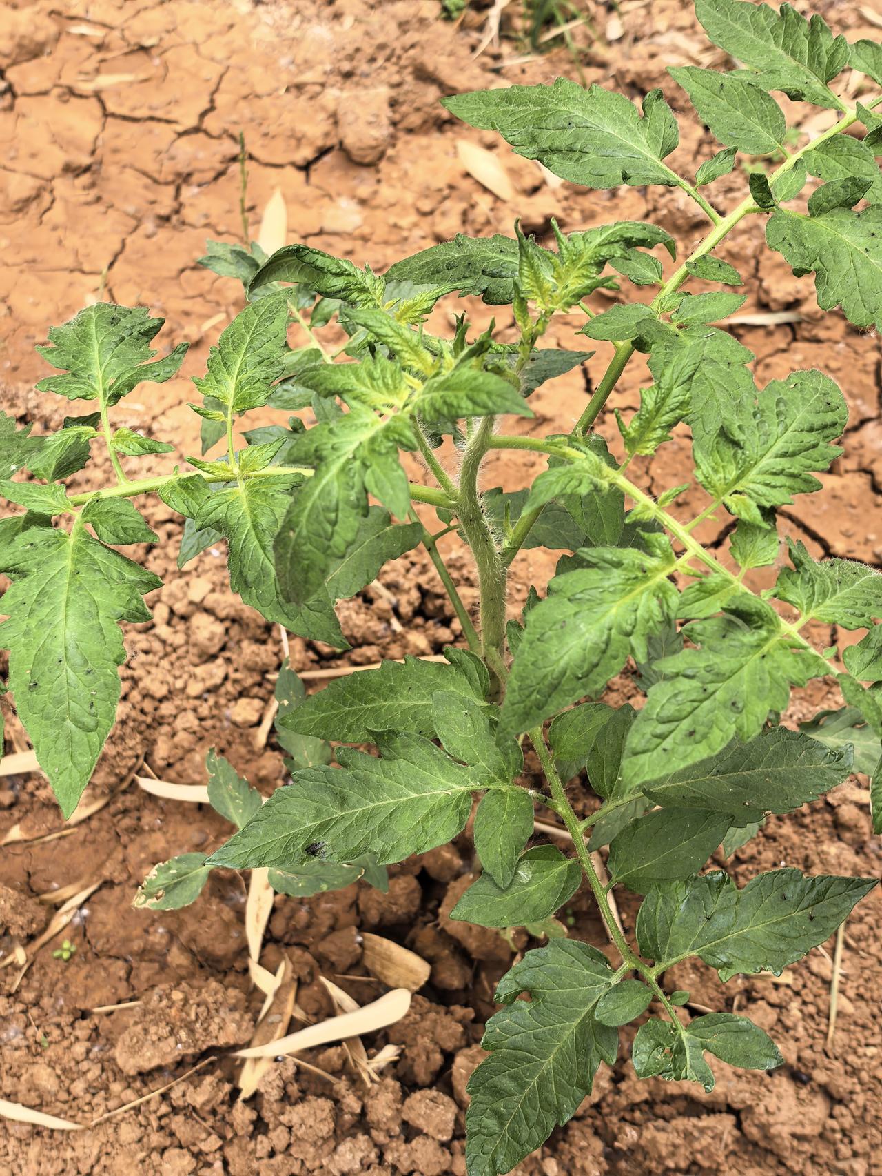 记录我家菜园里的西红柿成长。今年小院菜园里种了十几棵西红柿，现在已经开花了，还没