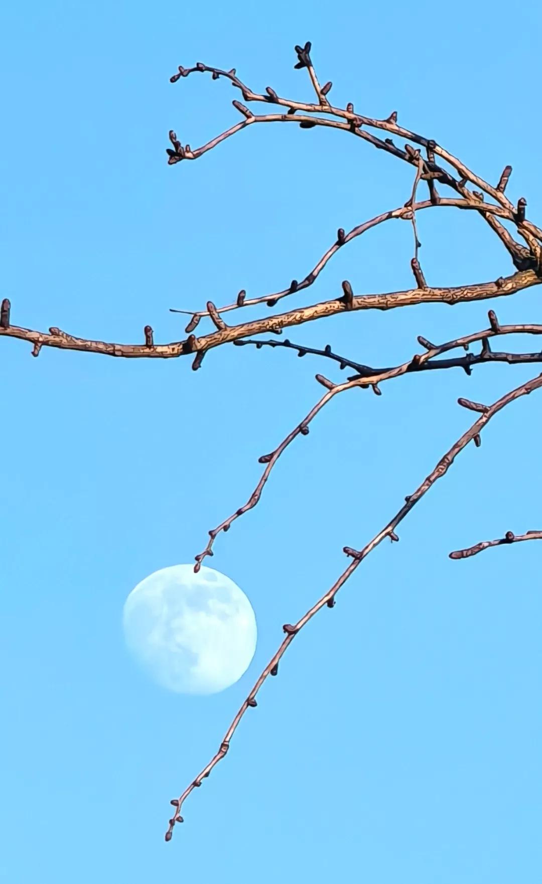 冬天夜晚月亮冬季景色随手拍冬日随拍冬日随拍图