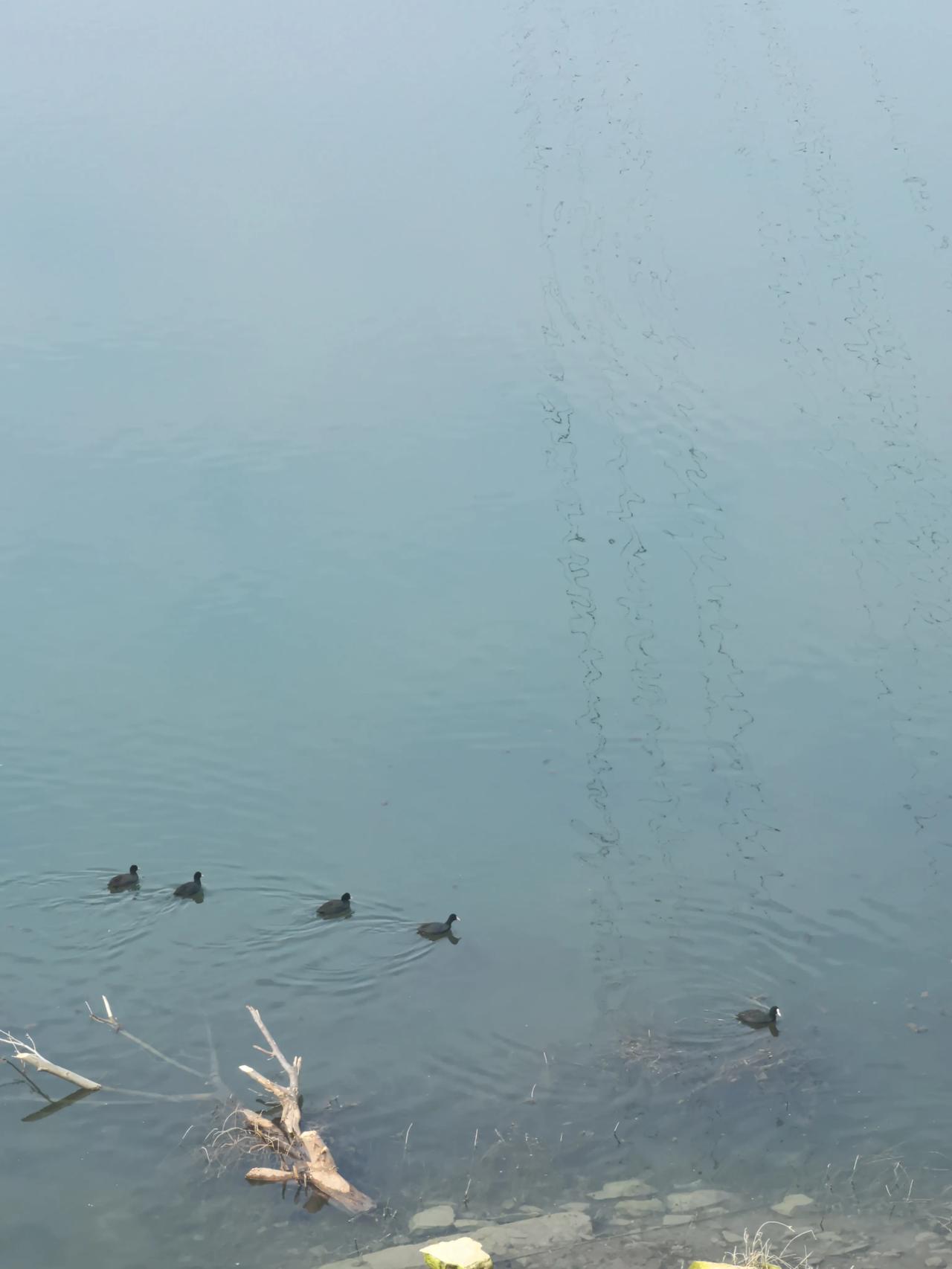 冬日生活打卡季汉江里的野鸭子🦆，游来游去好惬意！