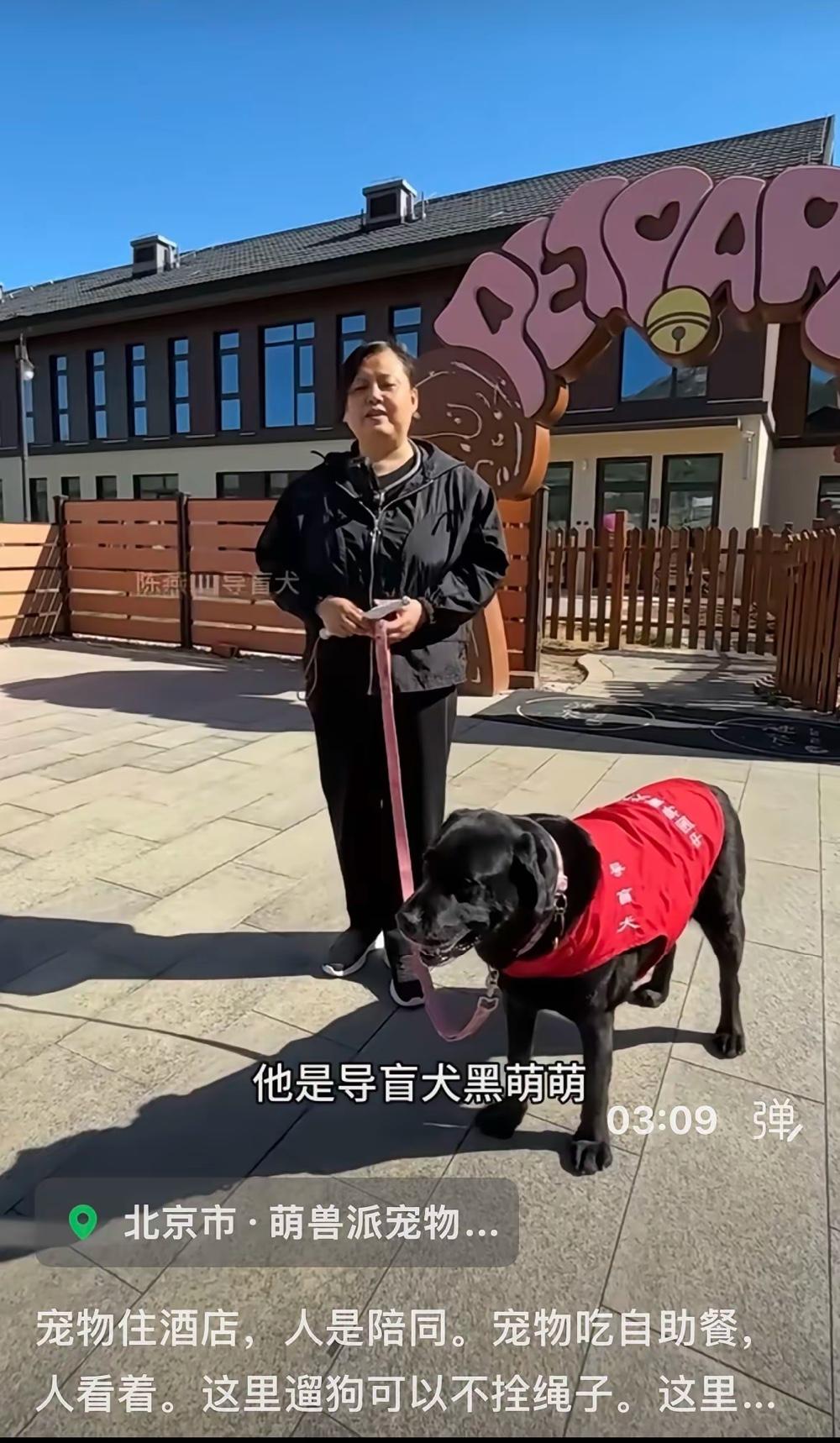 陈燕的导盲犬黑萌萌，简直活成了狗狗界的“幸福范本”！那丝绸般油亮的毛发光泽，一看