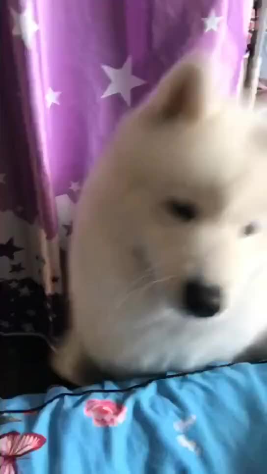 10117838284598859640.jpg?id=0