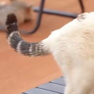 让流浪猫打工养自己半百！响尾蛇！