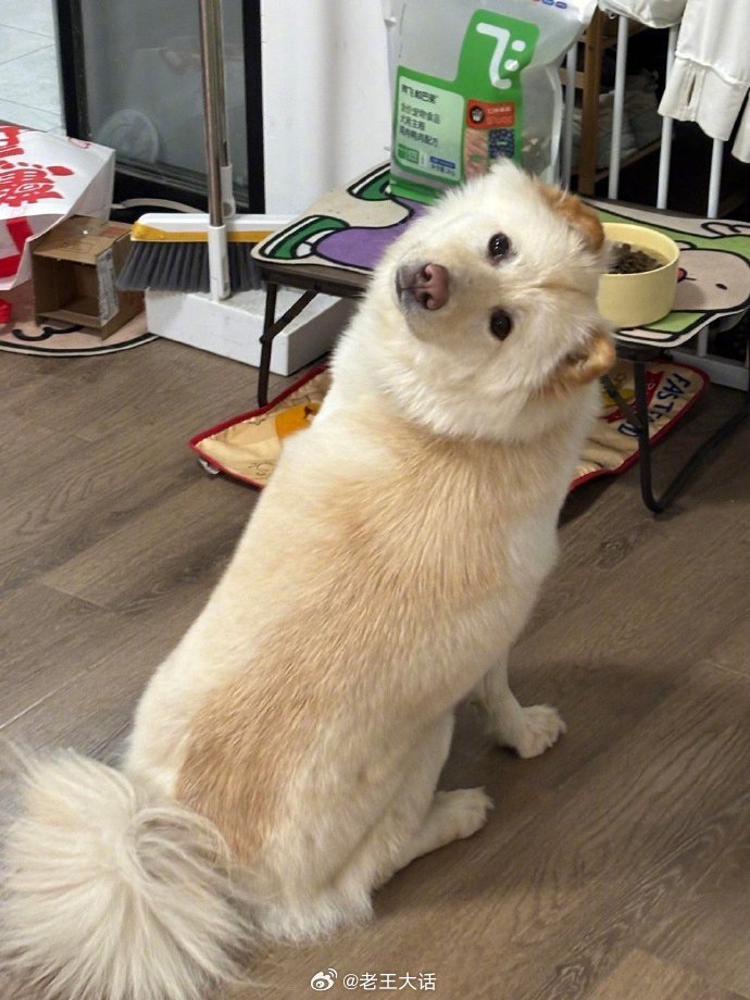 上辈子是个猫头鹰吧​​​