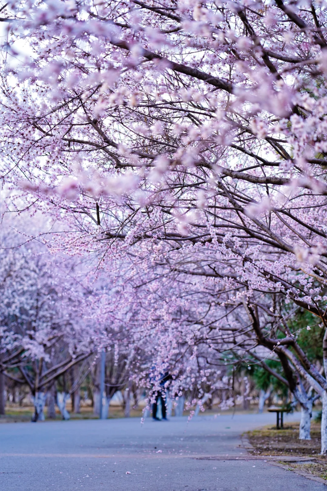 北京这些赏花踏青好去处, 去了才知道有多惊艳——