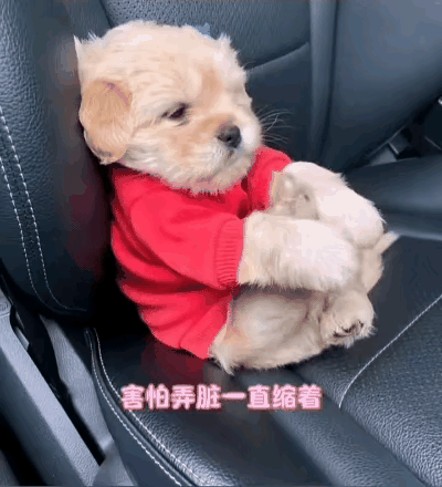 刚领养的小狗第一次坐车手足无措的样子太好笑了。它是刚从朋友家带回来的，出生后基本