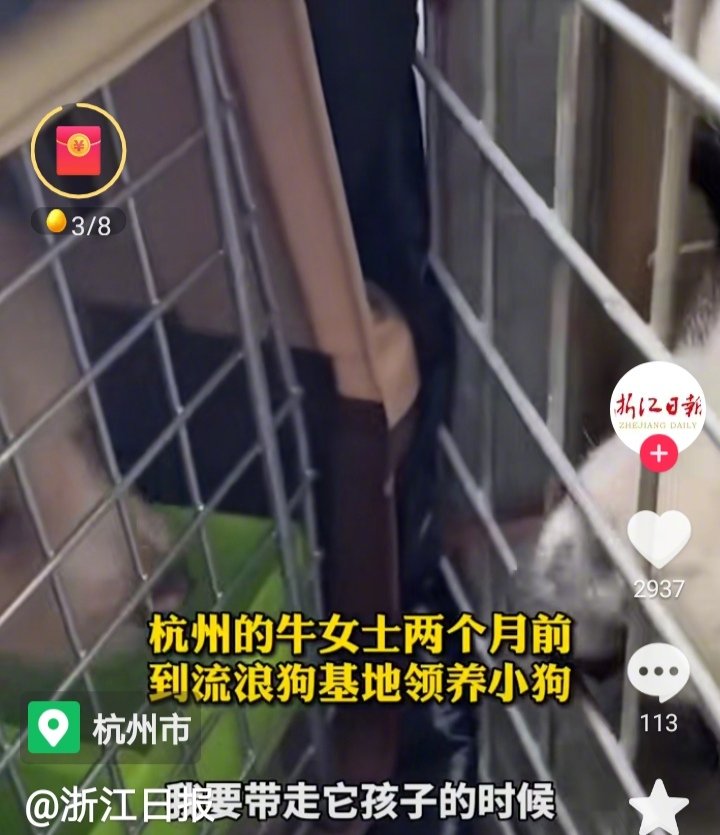 两个月前杭州的牛女士到流浪狗基地领养小狗时，被小狗妈妈拉住了手，牛女士心里很难过