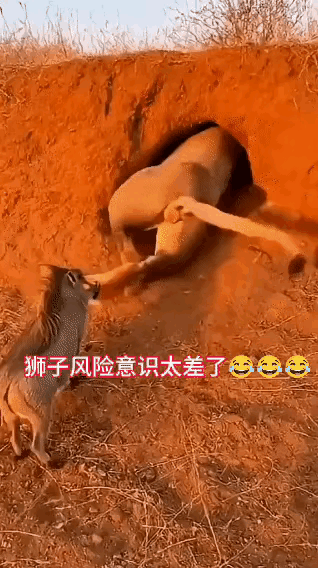 对待狮子这种行径，就应该像秋风扫落叶那样，的确是狠了点儿！