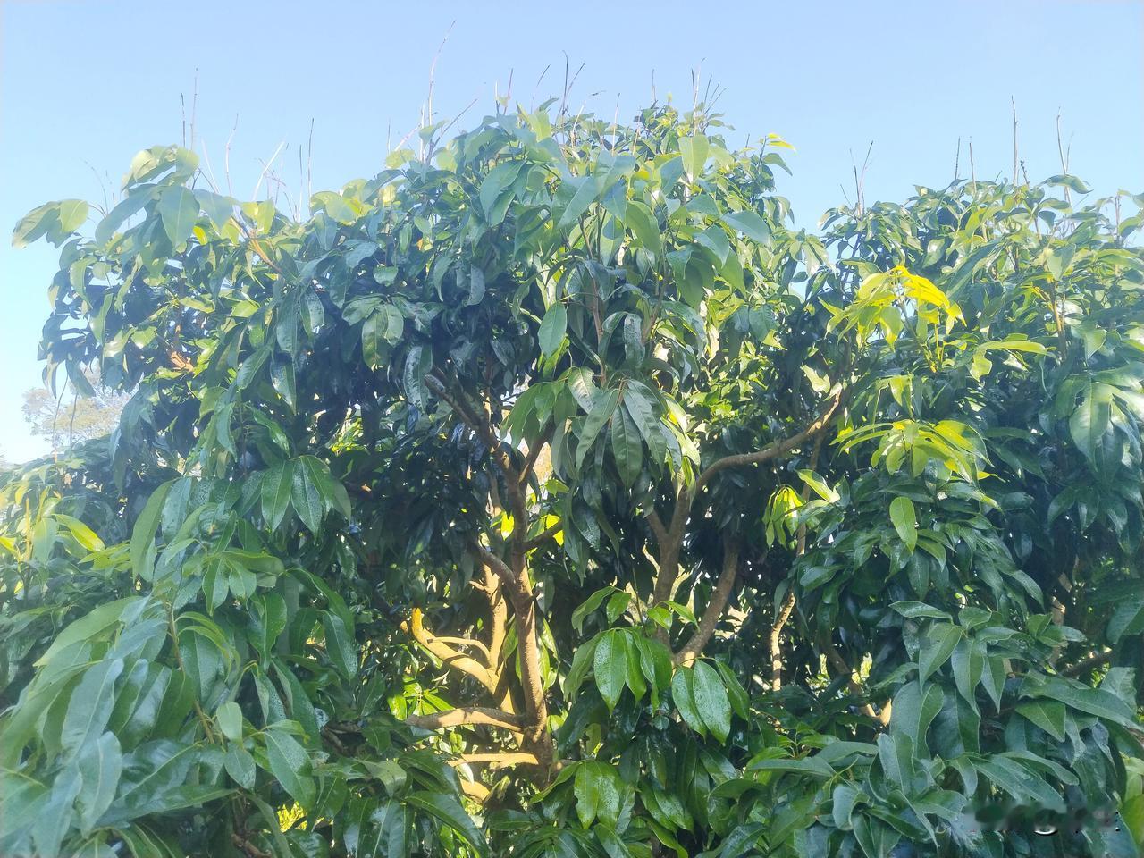 荔枝种植户的几家欢喜几家愁前期寒冬暖阳交织，荔枝种植户们正经历着“几家欢喜几