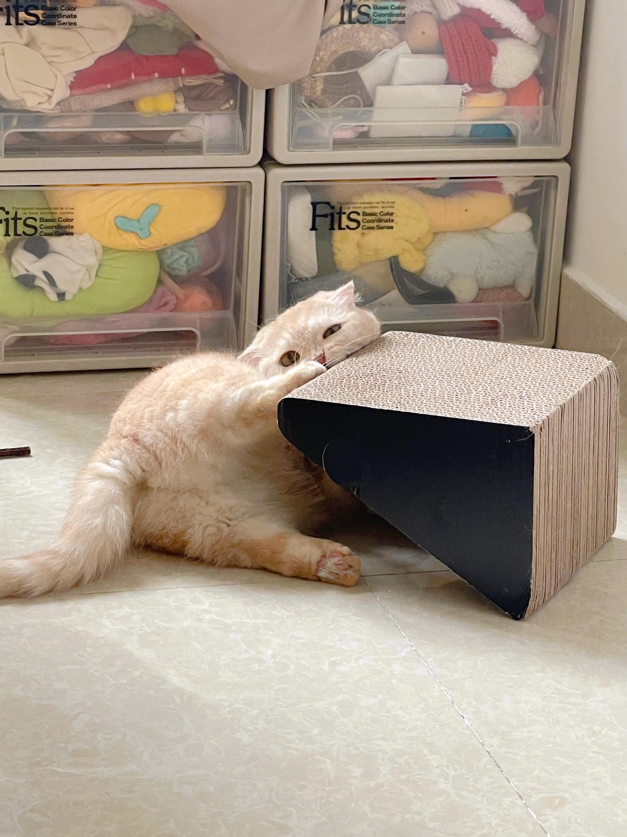 猫猫想和你说：先做自己，再做大人！